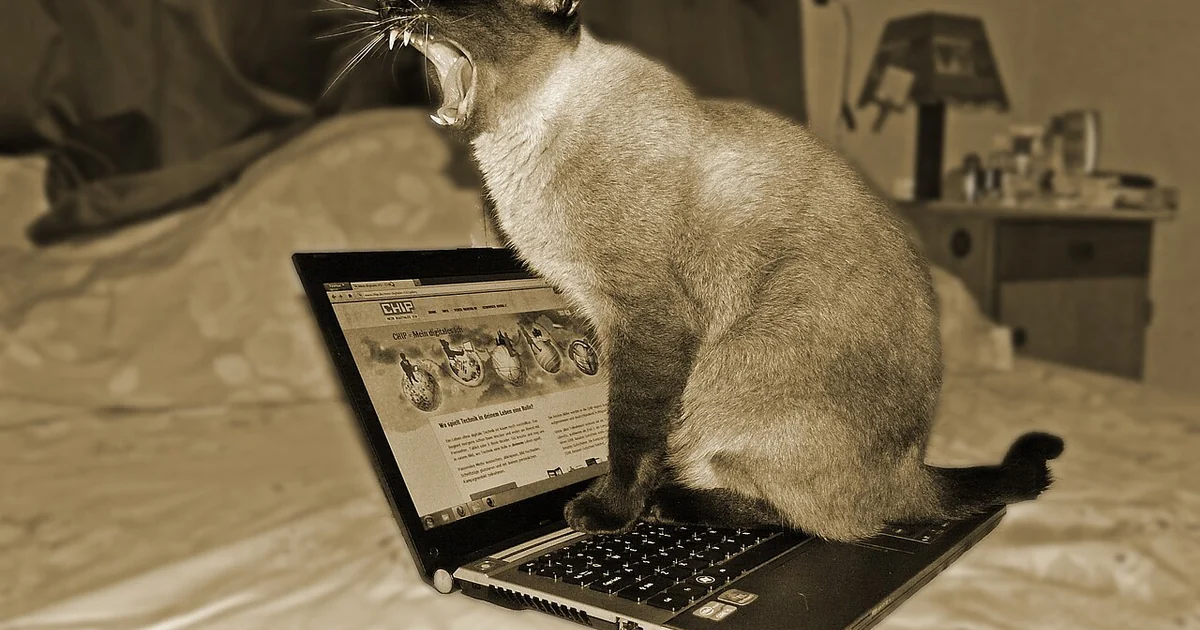 yawning domestic cat sitting on a laptop
